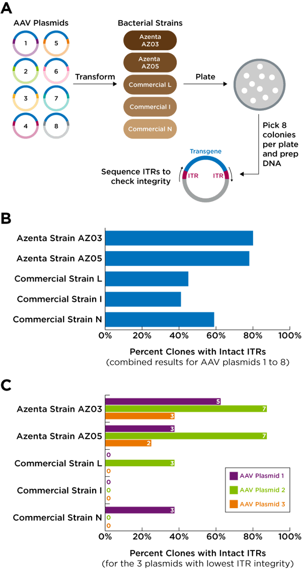 Bacteria strain performance for AAV plasmids