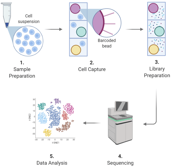 single-cell sequencing workflow