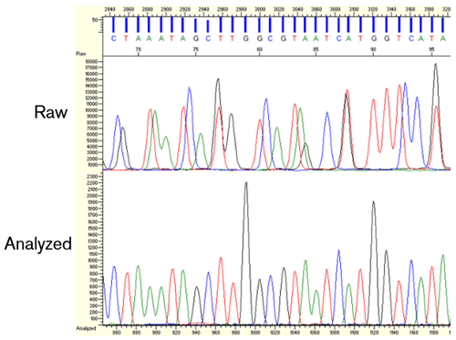 raw versus analyzed Sanger sequencing data