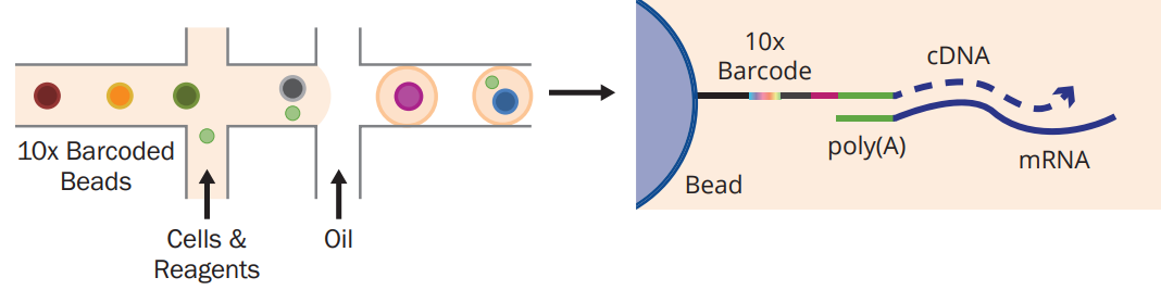 single-cell partitioning and library preparation
