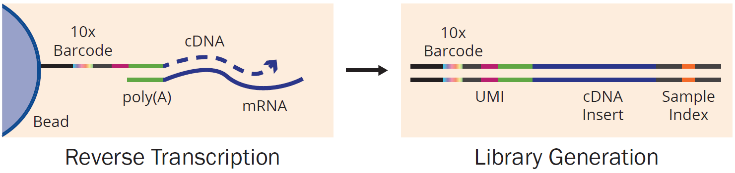 single-cell RNA-Seq library prep