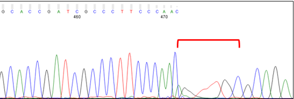 end of a chromatogram for PCR product showing distortion